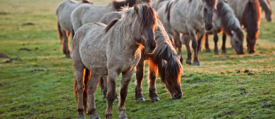 Horses_h