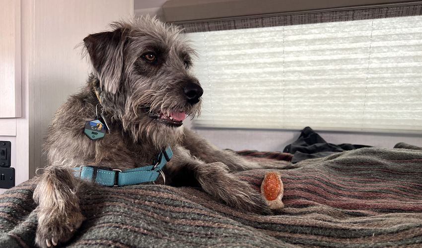 The Top 9 Must Haves For RVing With Dogs | Go RVing