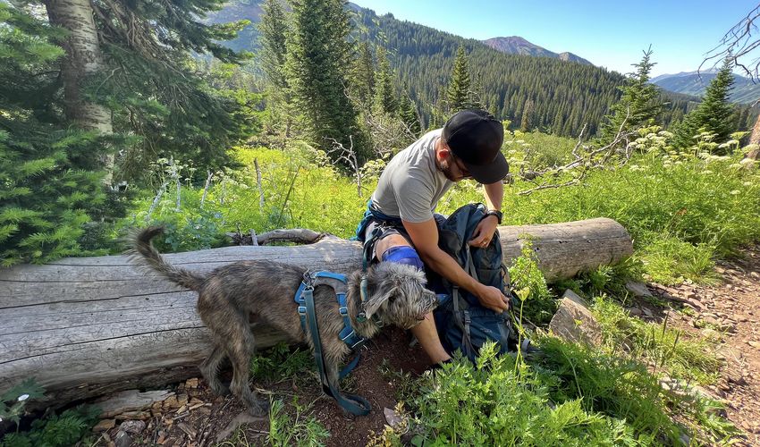 The Top 9 Must Haves For RVing With Dogs | Go RVing