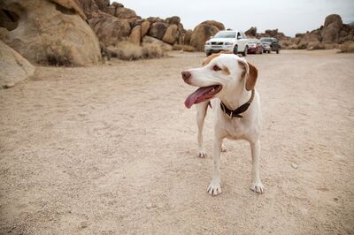 Harley and Petunia's Big Adventure