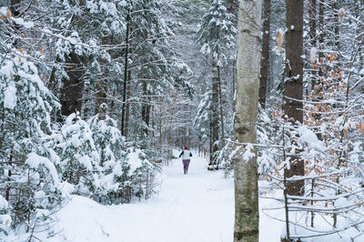 Snowy adventures - cross-country skiing and trail running