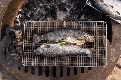 Trout