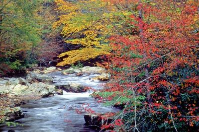 Fall Colors