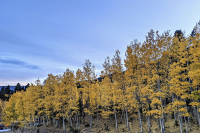 Fall Colors Colorado