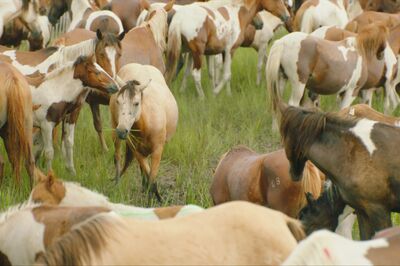 Ponies at Chincoteague Island