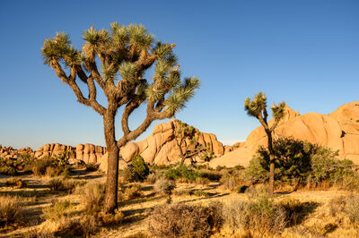 Joshua tree national park
