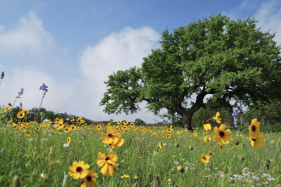 Scenic Views Along Texas Highways