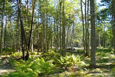 Woods of New Hampshire