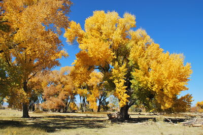 Bishop California Fall Colors