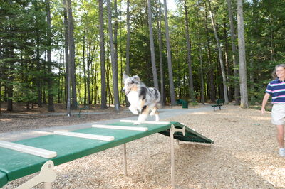 Blue merle Australian Shepherd doing obstacle course