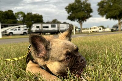 Puppy laying in grass outside of RVs