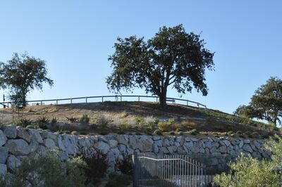 Tree in Paso Robles CA