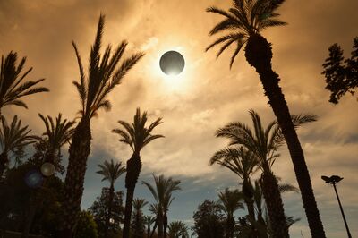 Eclipse and palm trees