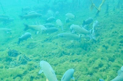 Manatee_Springs_Fish.jpg