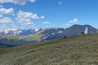 Elk at Rocky Mountain National Park 