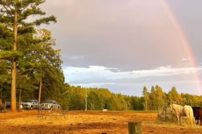 Five horses in field.