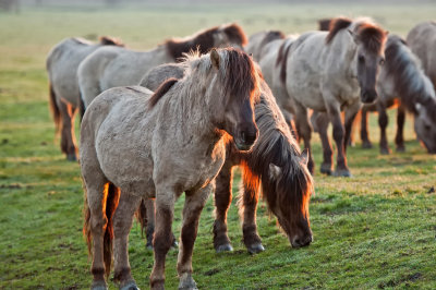 Horses_h