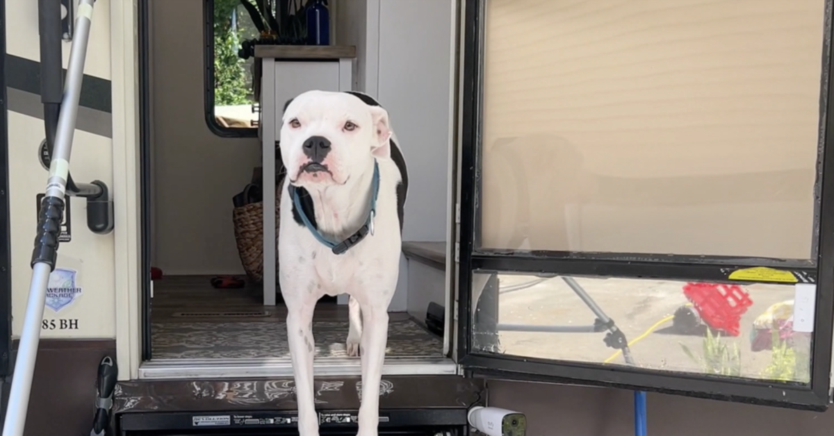 Waggle Pet Monitor Saves Pets From Dying In RVs - Camp Addict
