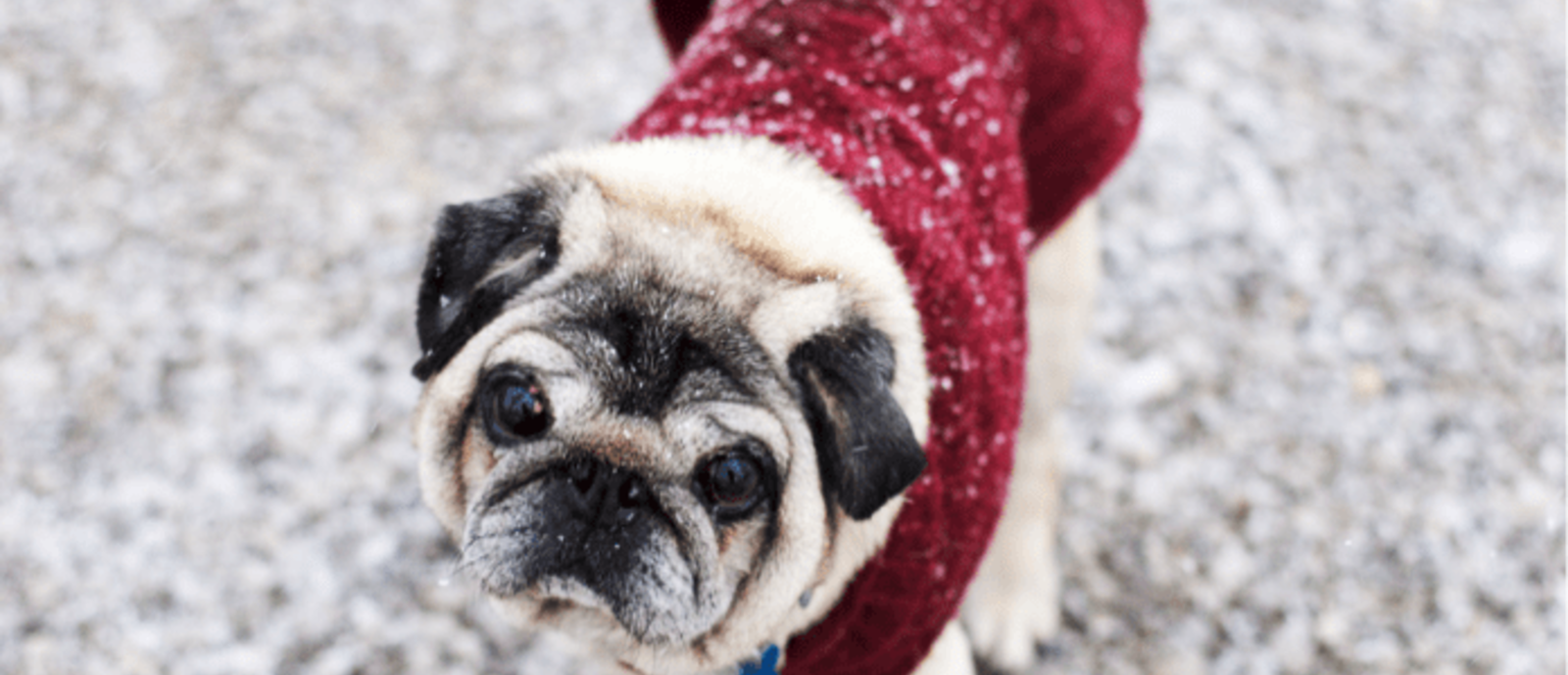 10 Tips For RVing With Pets