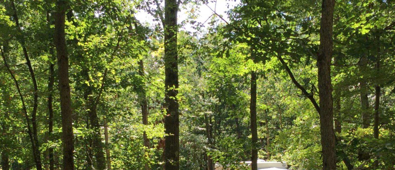 RV in the woods