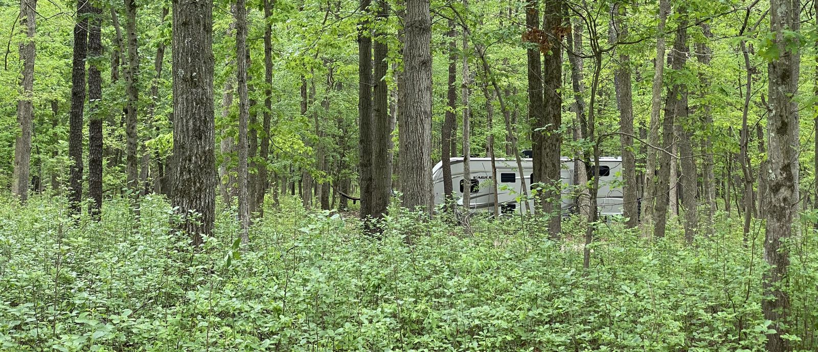 RV in the woods