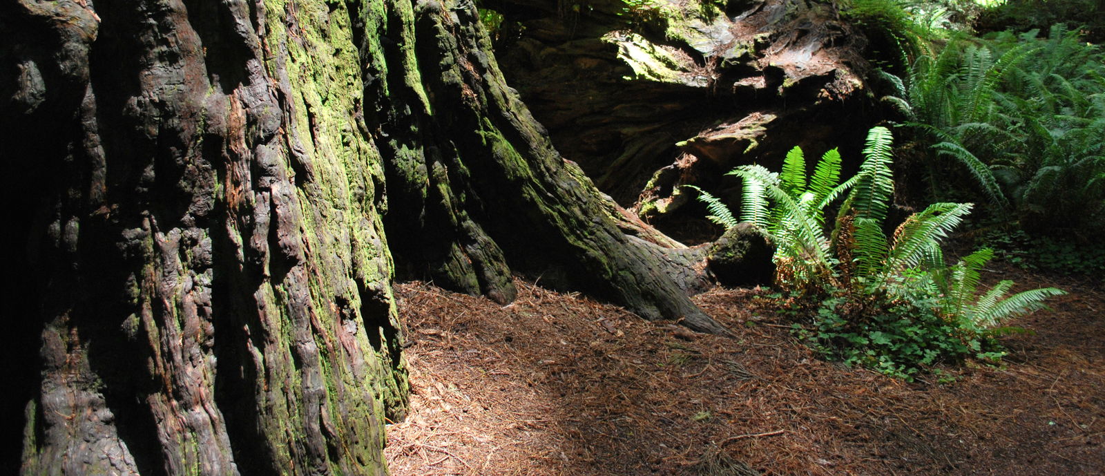 Call Wild Rivers California's Wild Rivers Coast | Go RVing