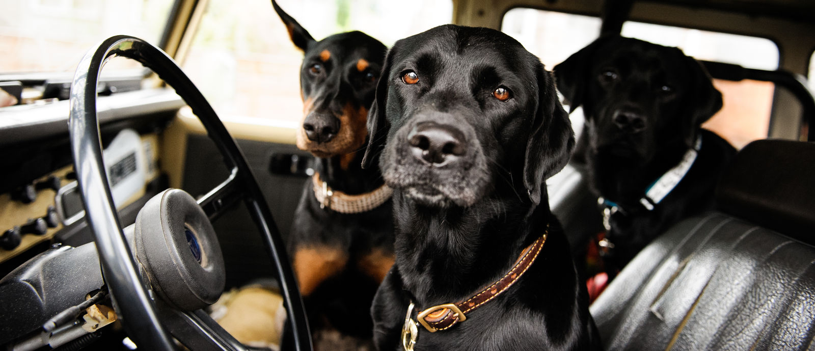 RVing with Pets 