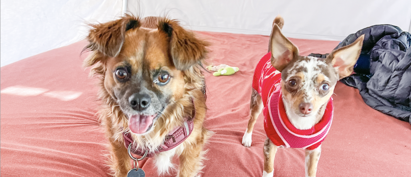RVing with Pets