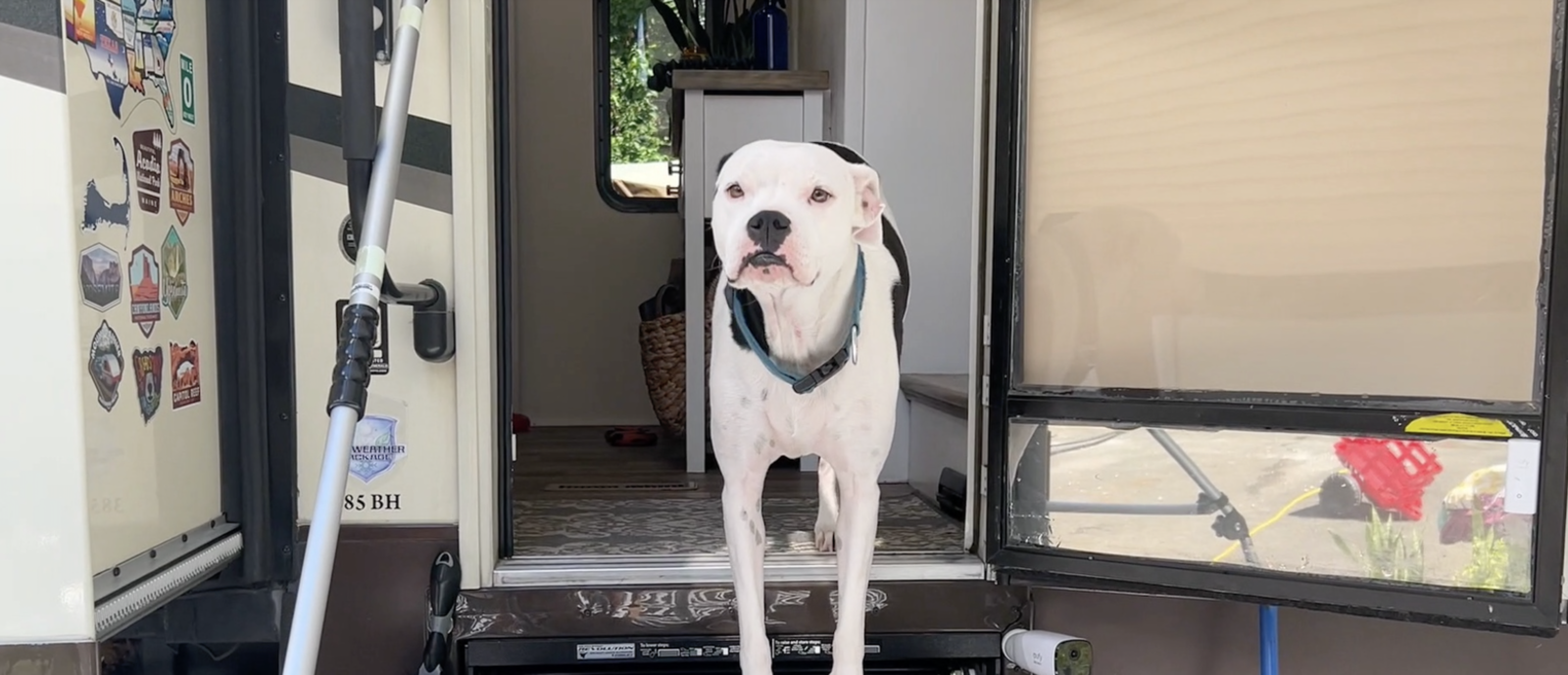 Best Pet Temperature Monitor for RVs - RV Hack to Keep Your Pet Safe and  Comfy! 