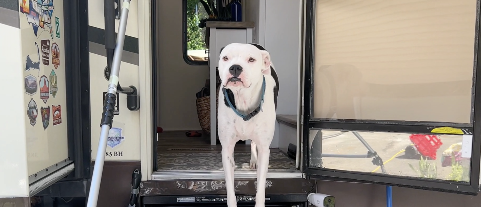 Using a pet temperature monitor in your RV - Kamper Jobs