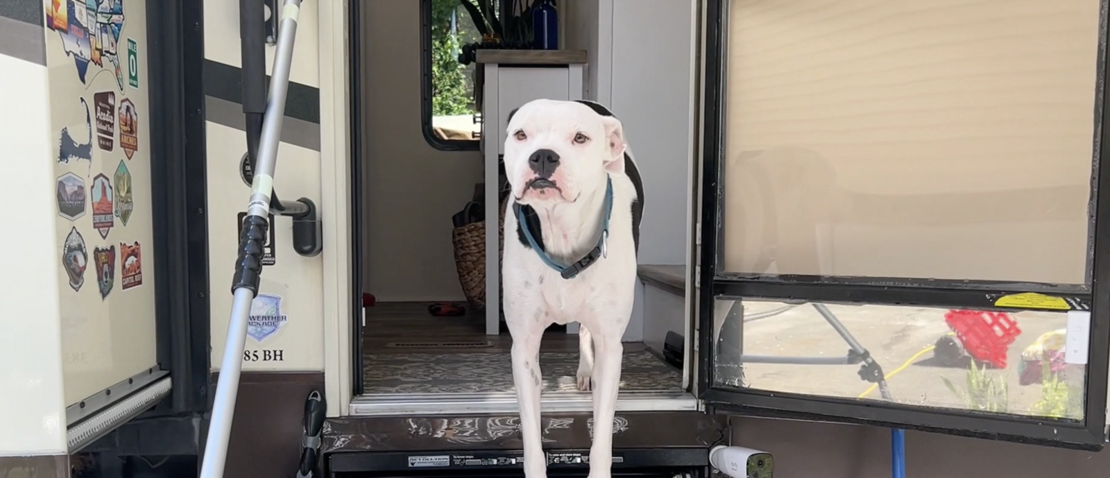 Dog in RV