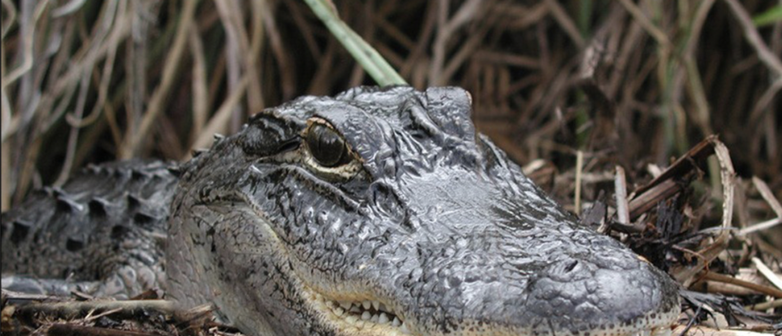 Alligator