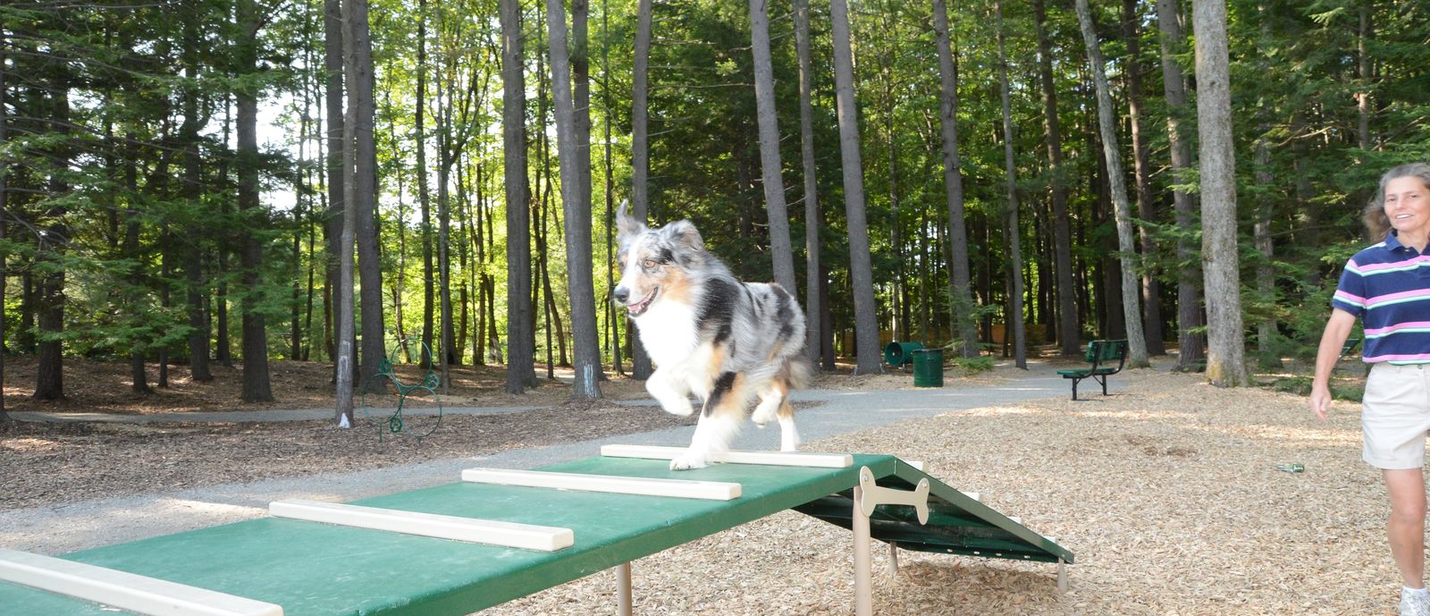 Blue merle Australian Shepherd doing obstacle course