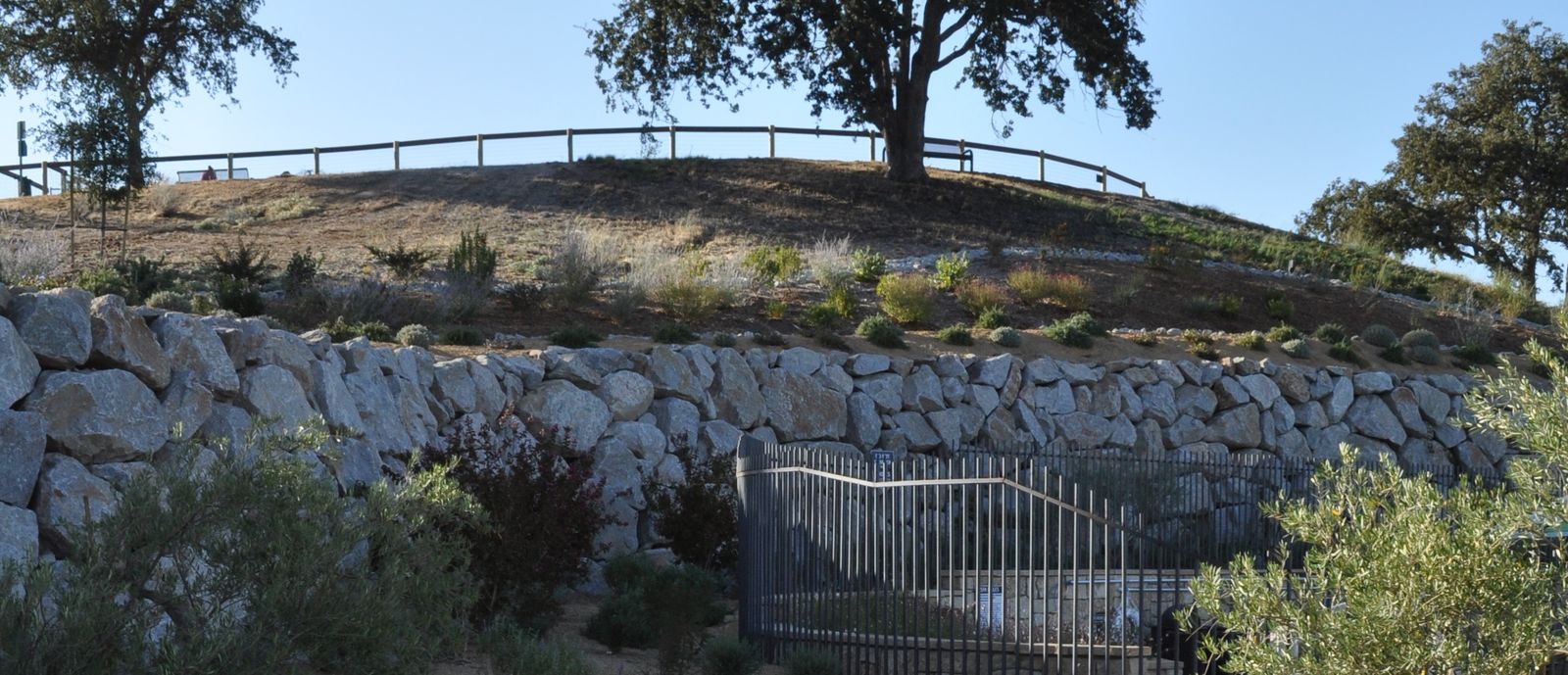 Tree in Paso Robles CA