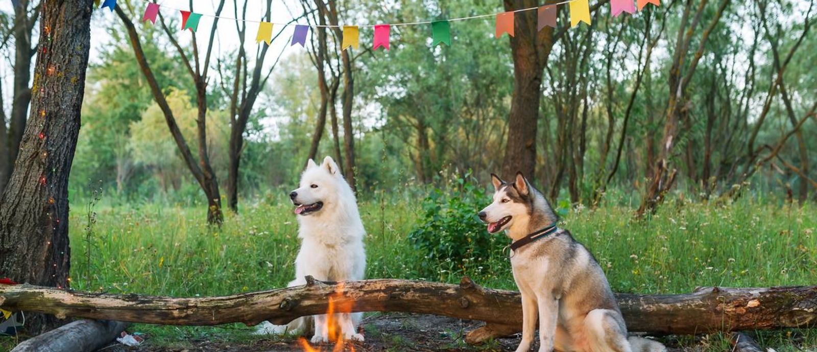 Two huskies sitting in woods next to campfire