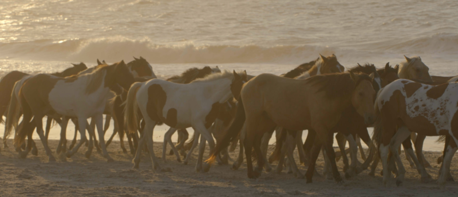 Wild Ponies of Chincoteague