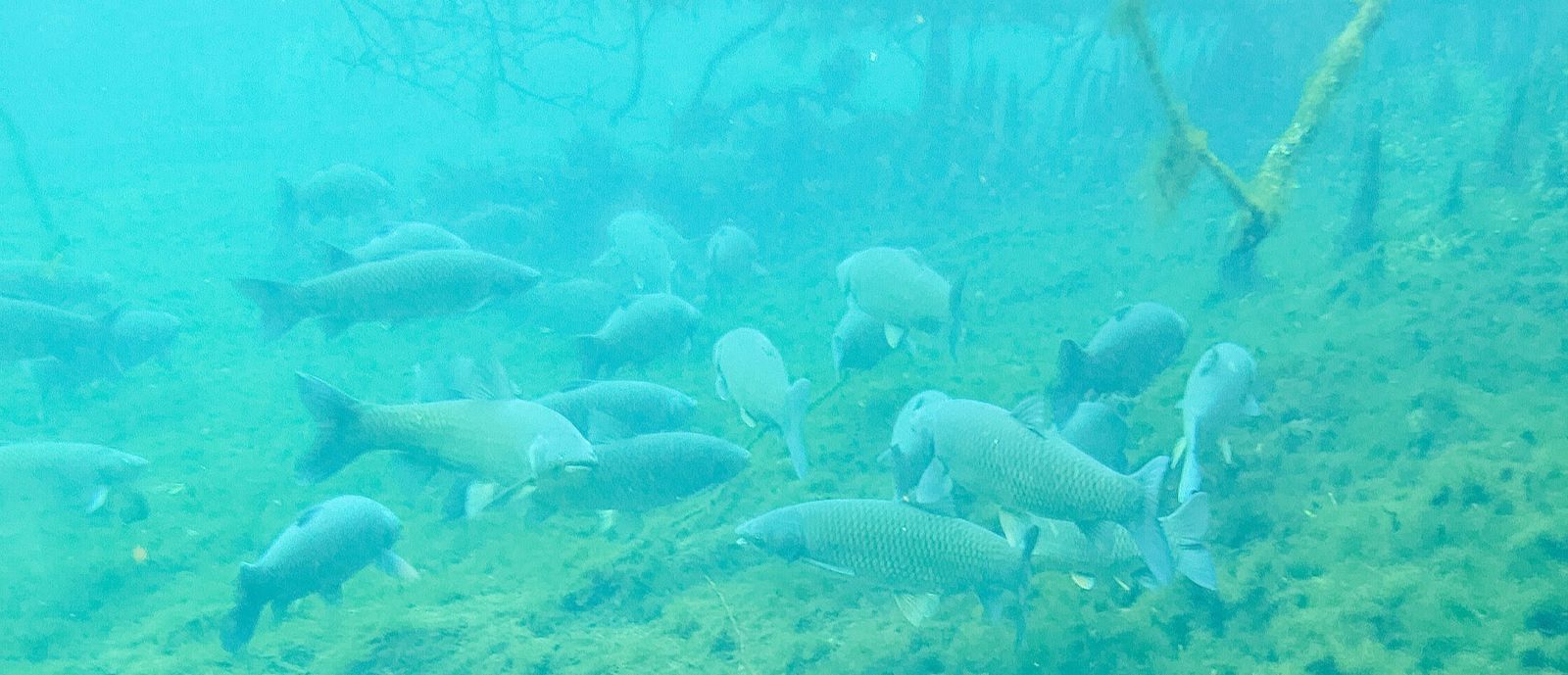 Manatee_Springs_Fish.jpg