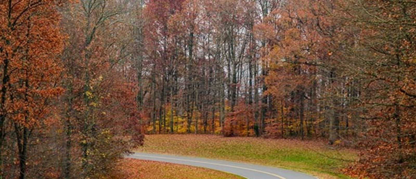 A road in fall.jpg