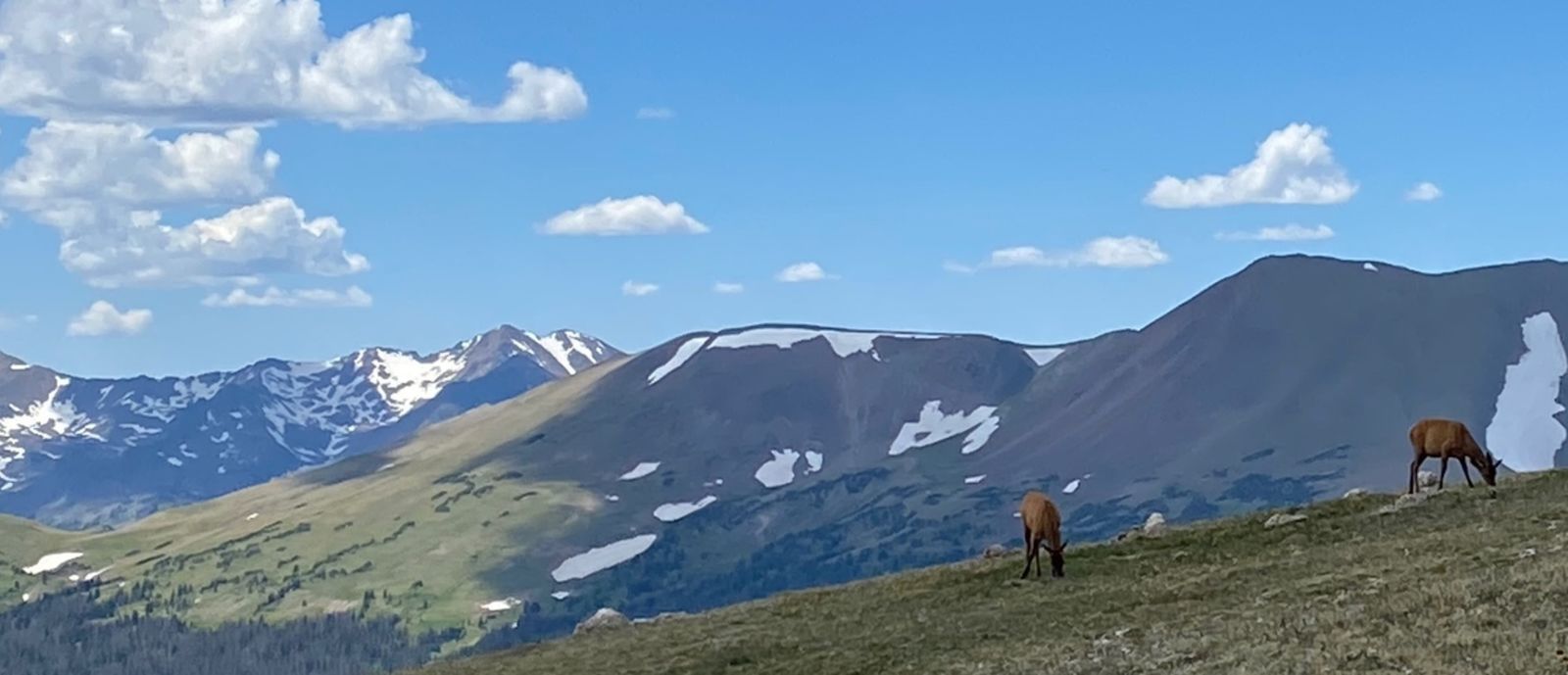 Elk at Rocky Mountain National Park