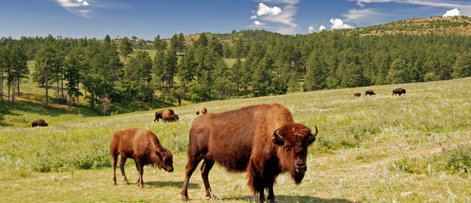 Custer State Park_h