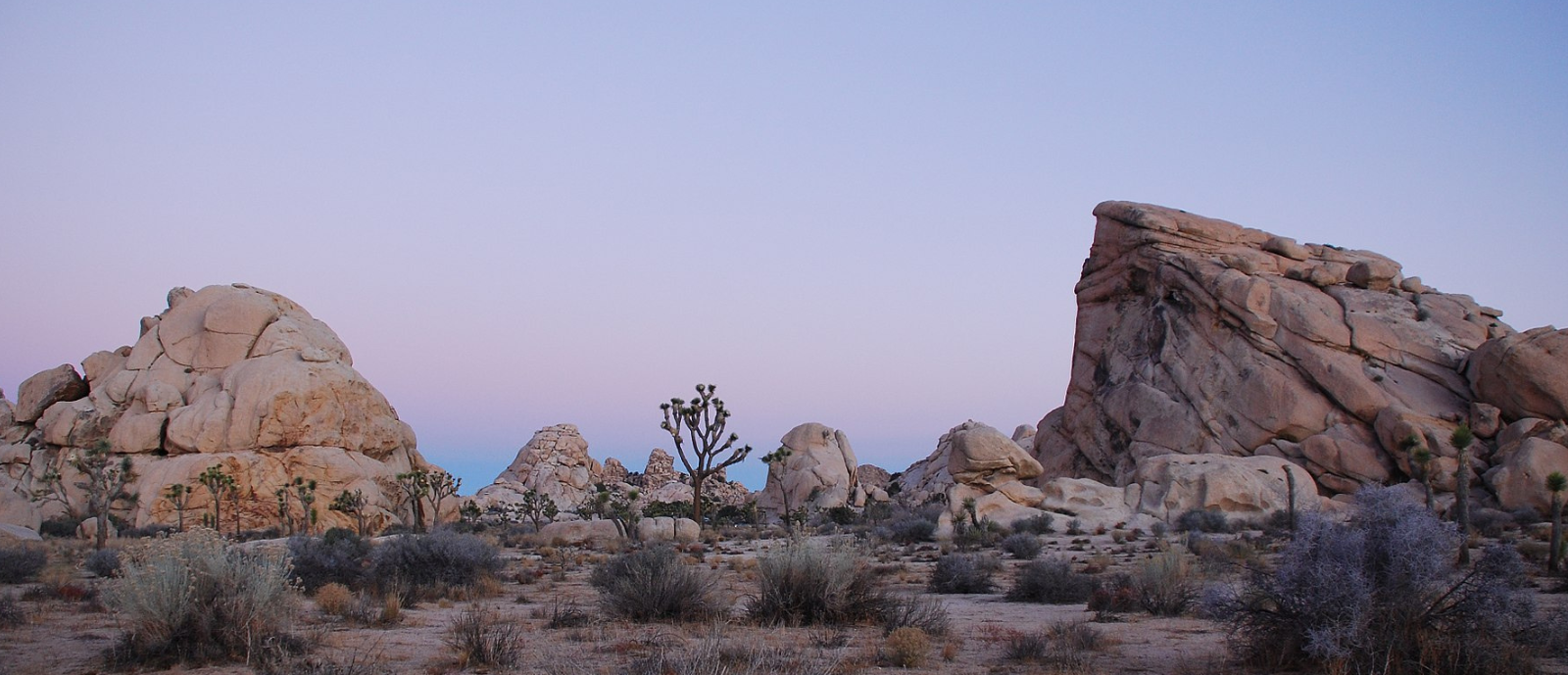 Joshua Tree_h