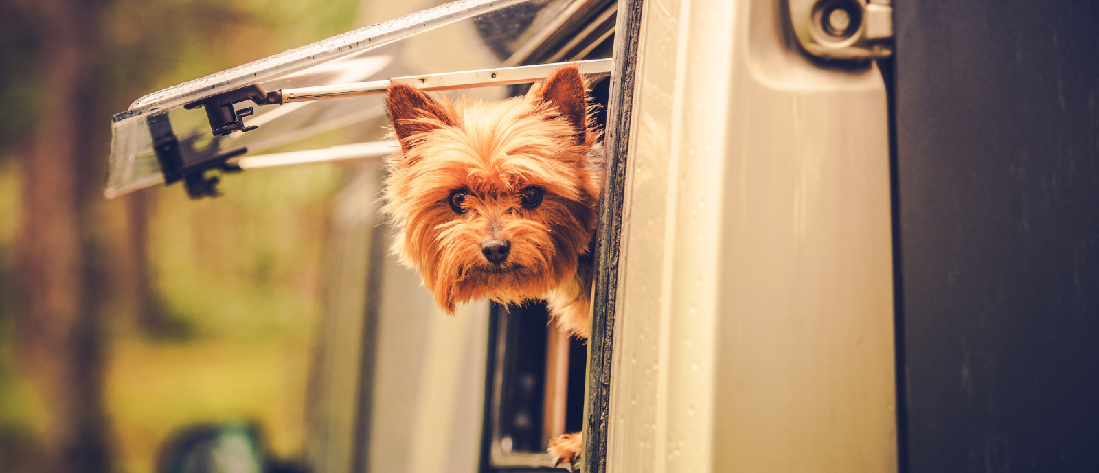 Dog in RV_h
