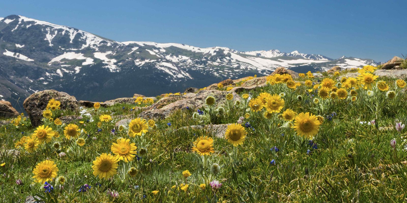 Alpine Sunflowers