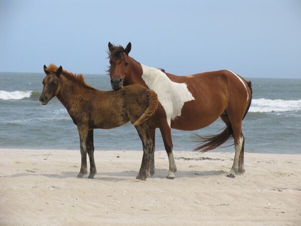 Assateague Island National Seashore