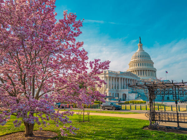 Capitol Hill with cherry blossoms
