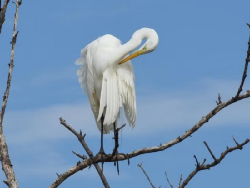 Terra Ceia Preserve State Park