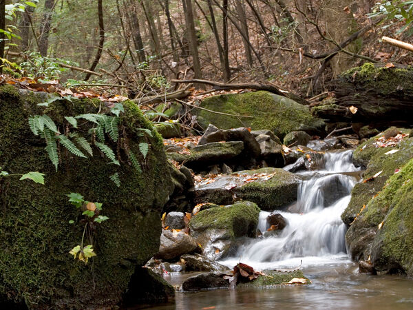 Vogel State Park