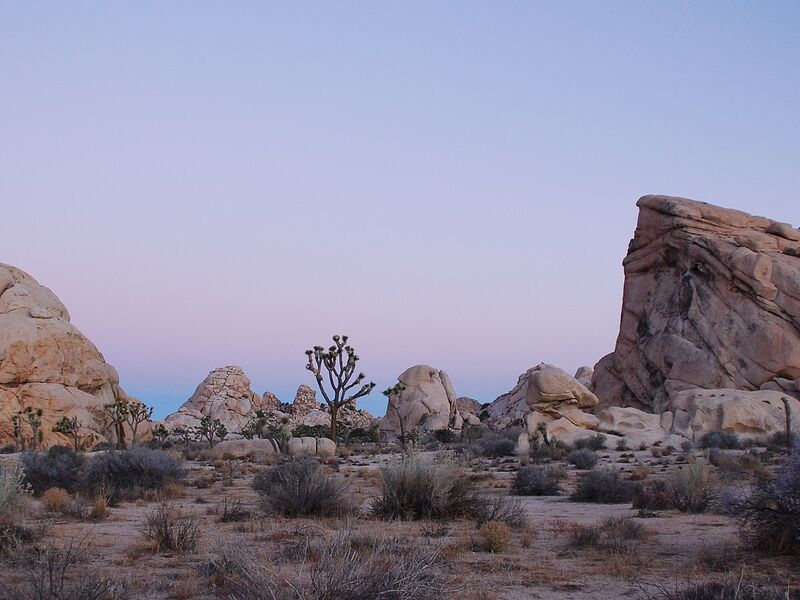 Joshua Tree