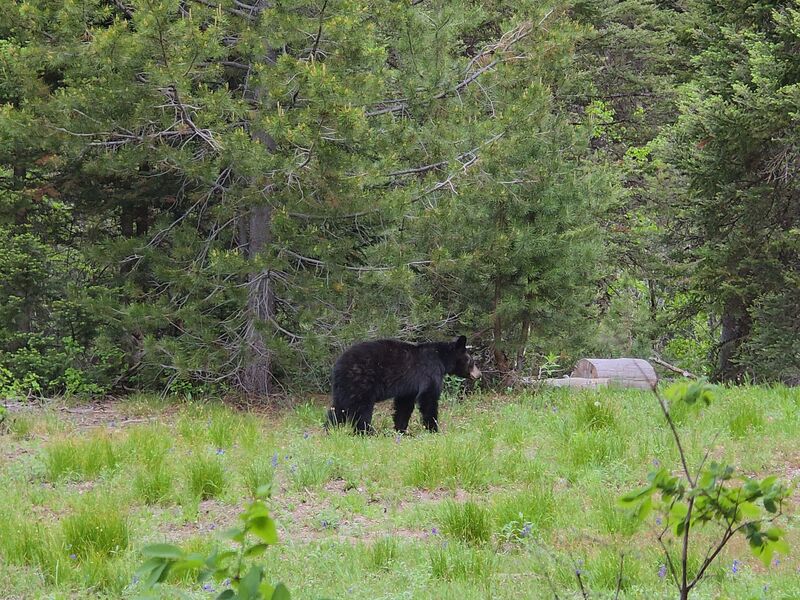 Black bear at Grand Teton