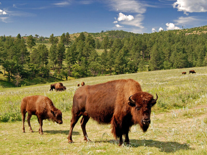 Custer State Park